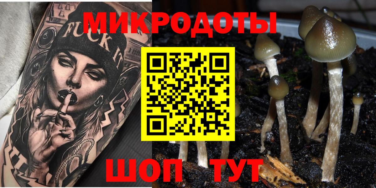 Галлюциногенные грибы Psilocybe Новосибирск